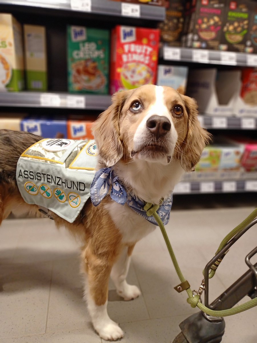 Nochmal fleißig vorm Feierabend #twitterrudel #assistenthund #servicedog #dogwithjob