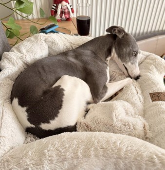 MissingPetsGB's tweet image. MISSING IPSWICH
Lives in NORTHUMBERLAND

BETTY #whippet may now be STOLEN/THEFT BY FINDING &amp;amp; moved/sold out of area

She’s microchipped &amp;amp; neutered, cannot breed

FAMILY ARE DESPERATELY TRYING TO FIND BETTY WHO ESCAPED WHILE VISITING FRIENDS 19/12/24 in  #Bramford #Suffolk #IP8