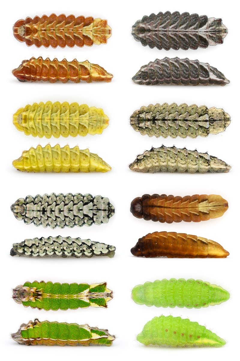 ミドリシジミの仲間の幼虫いろいろ