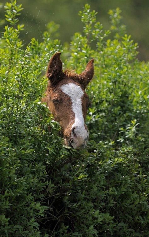 horse in large green bush with head sticking out unusual and prickly but possibly comfortable spot for rest and relaxation
