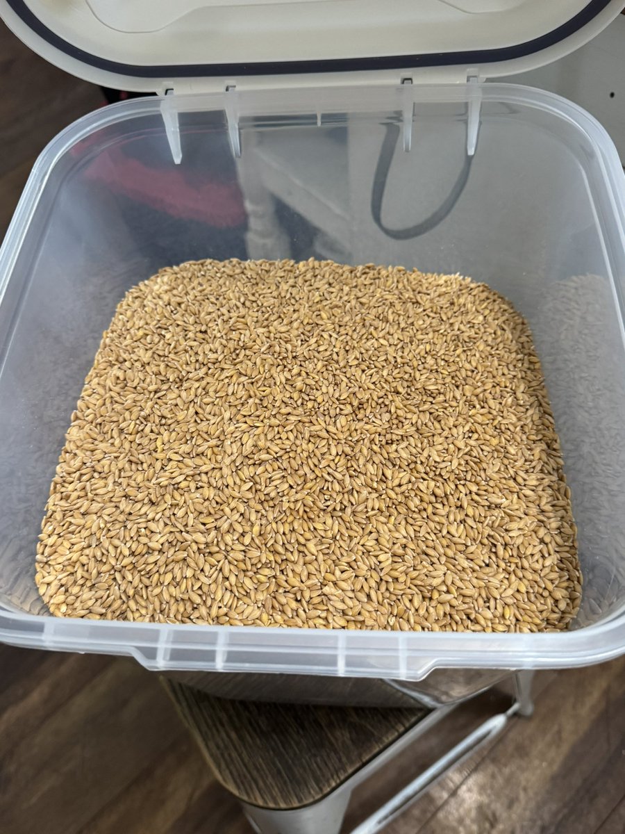 MeghanReckling's tweet photo. Mabel is here! Day 1 of our sourdough adventure toward self-sufficiency and breaking away from insanely processed grocery store breads. 

Let’s do this! 🤞#Sourdough #Homsteading #Homemade https://t.co/3dUKeuHRZe