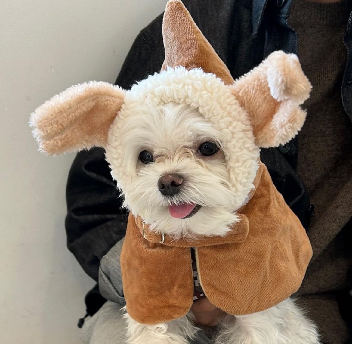 7_BTS35ARMY_7's tweet photo. @photogray_kr 앗! 오월이가 포그 럭키빔을 맞았다! 🐑🐶 https://t.co/yDx6Ov2pgV