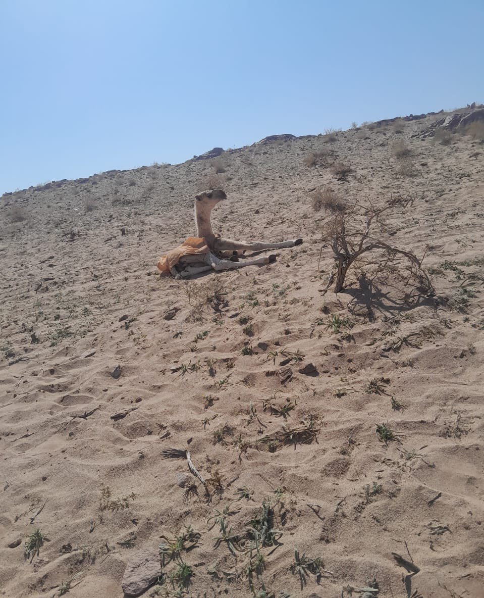 شكراً على المشاركات الحوارة بنت بيرق الثعلي 🐪