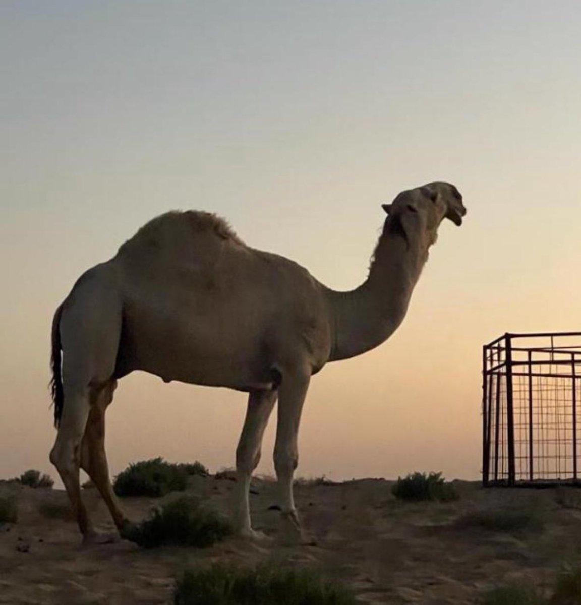 🔥 بيرق الثعلي 🔥

⚡️ثنتين من بناته أول برق⚡️

المالك:  💥 علي بن خالد الثعلي 💥

 ماشاء الله تبارك الرحمن