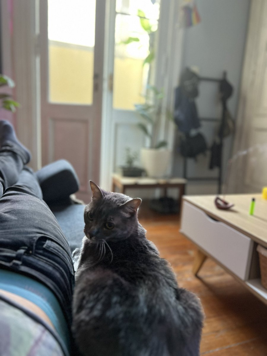 Que vida envidiable la de los gatos… no tiene que pagar expensas