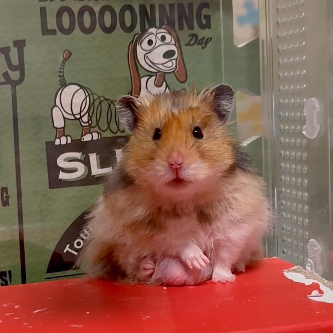 Hamster of the Day 🐹 tweet media