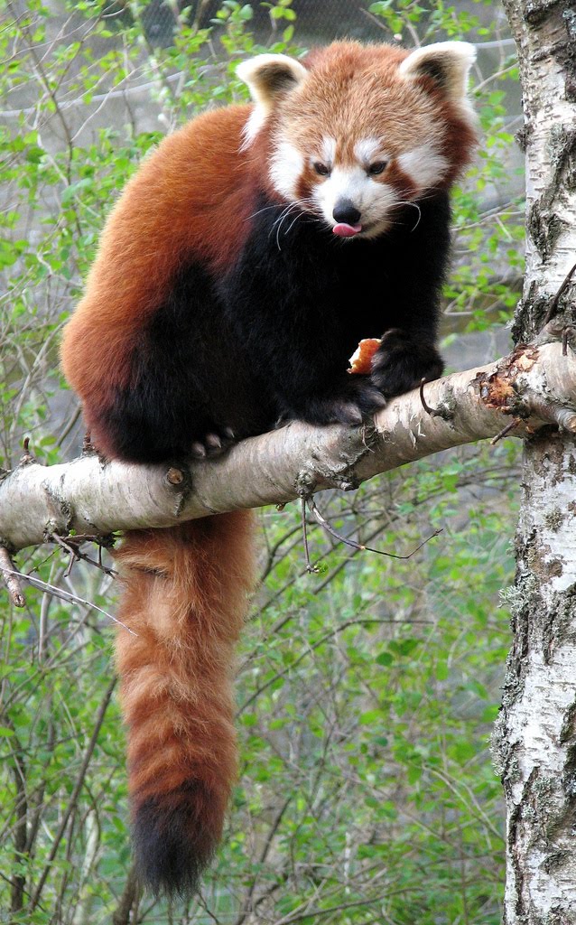 Red Panda Every Hour! tweet media