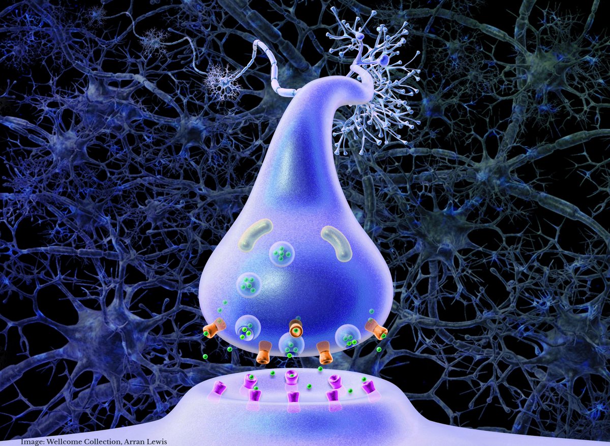 In the late 1950s Arvid Carlsson discovered that dopamine is a neurotransmitter and that Parkinson's disease is caused by a lack of dopamine. His work contributed to a new generation of antidepressant drugs.
