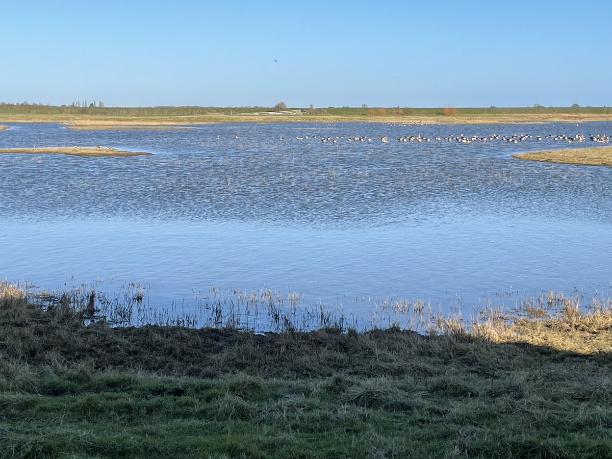 melvynprior's tweet photo. Fabulous day @RSPBFrampton. Clear blue sky, interesting birds and delicious cheese scones🙂Best of all, bumped into an old friend from my radio days  @BirderChris @Natures_Voice https://t.co/MNEDIetOd1