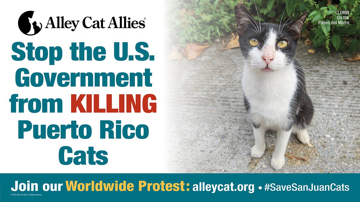 Alley Cat Allies tweet media