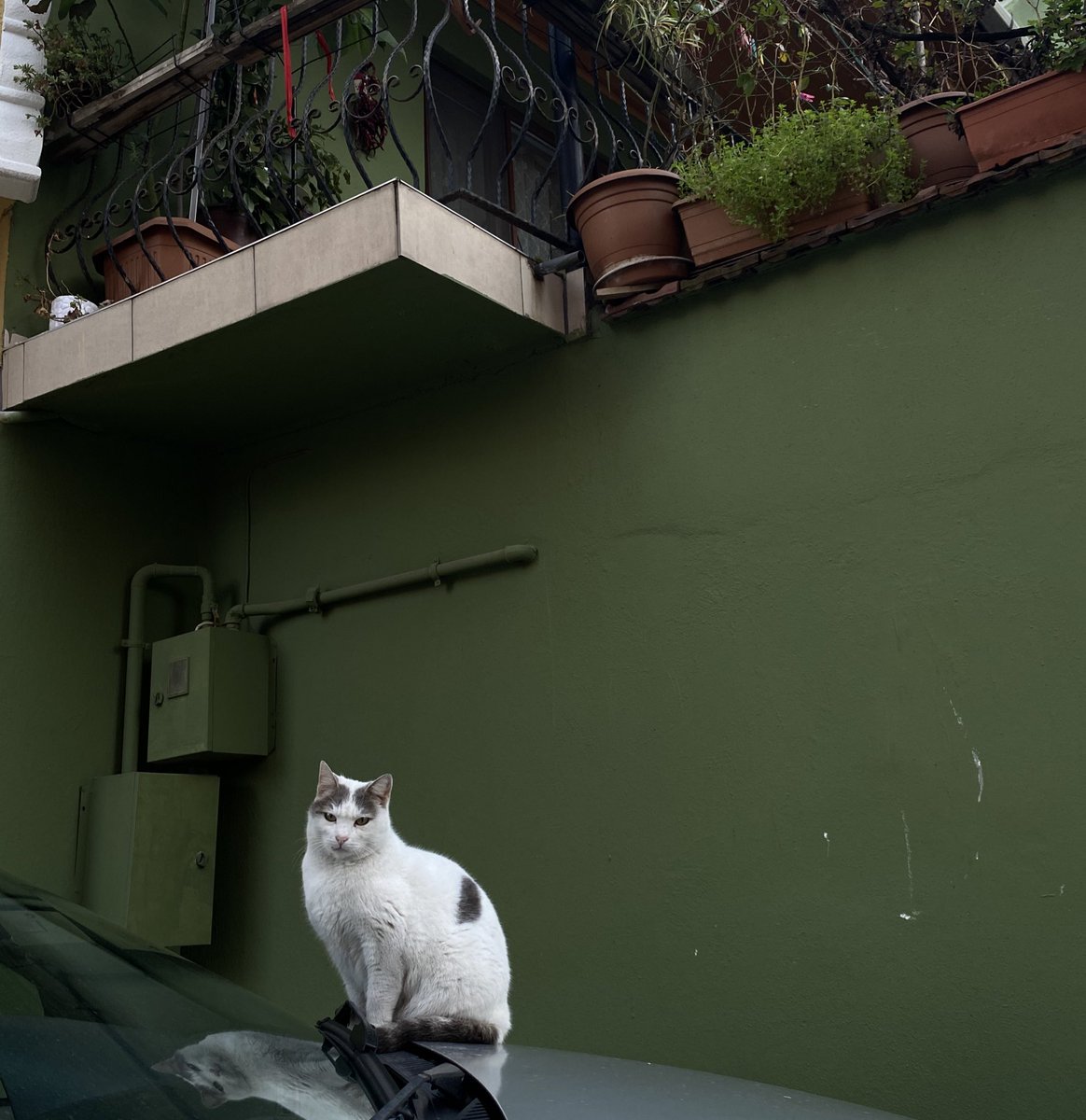 Saltanat kapısından içeri gir , sadece yürü …