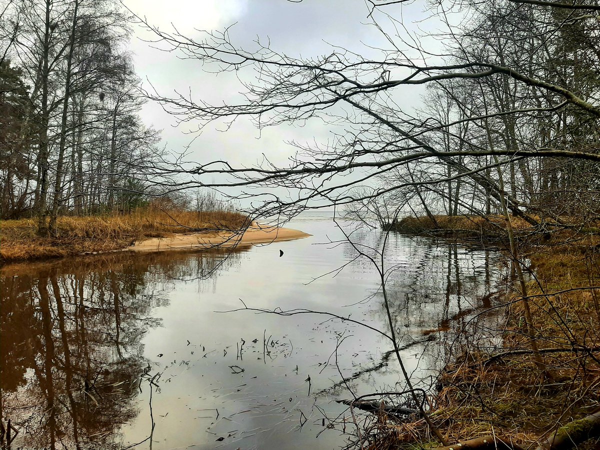 Vilks_Vienacis tweet media