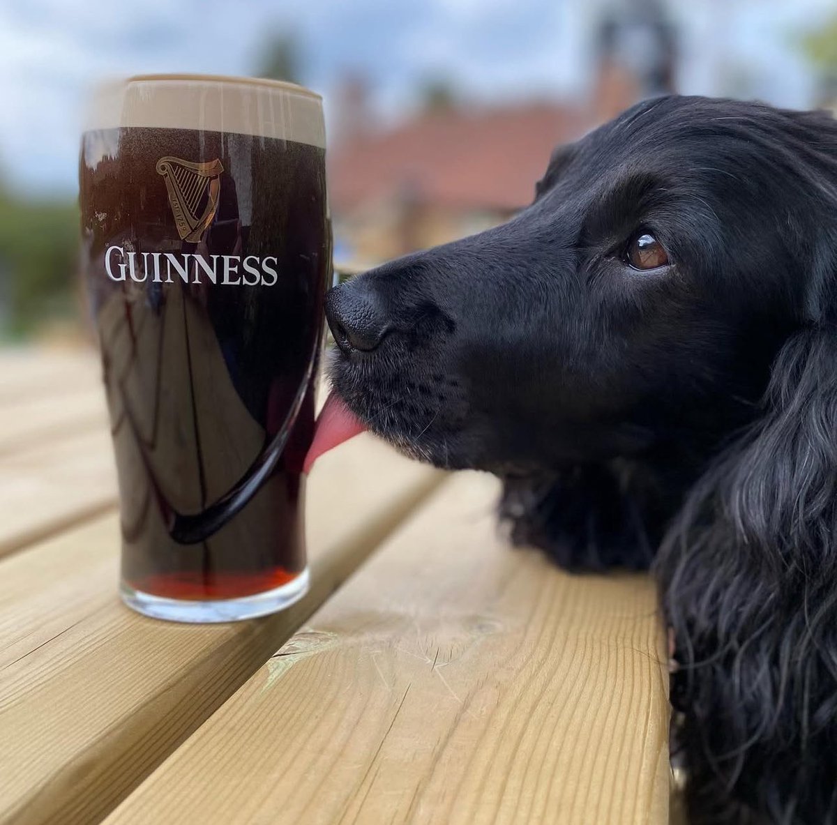 Less than a week to go until the Six Nations kicks off 🏉

Book your table now with us, great country pub atmosphere, plenty of beer and bar snacks 🍻