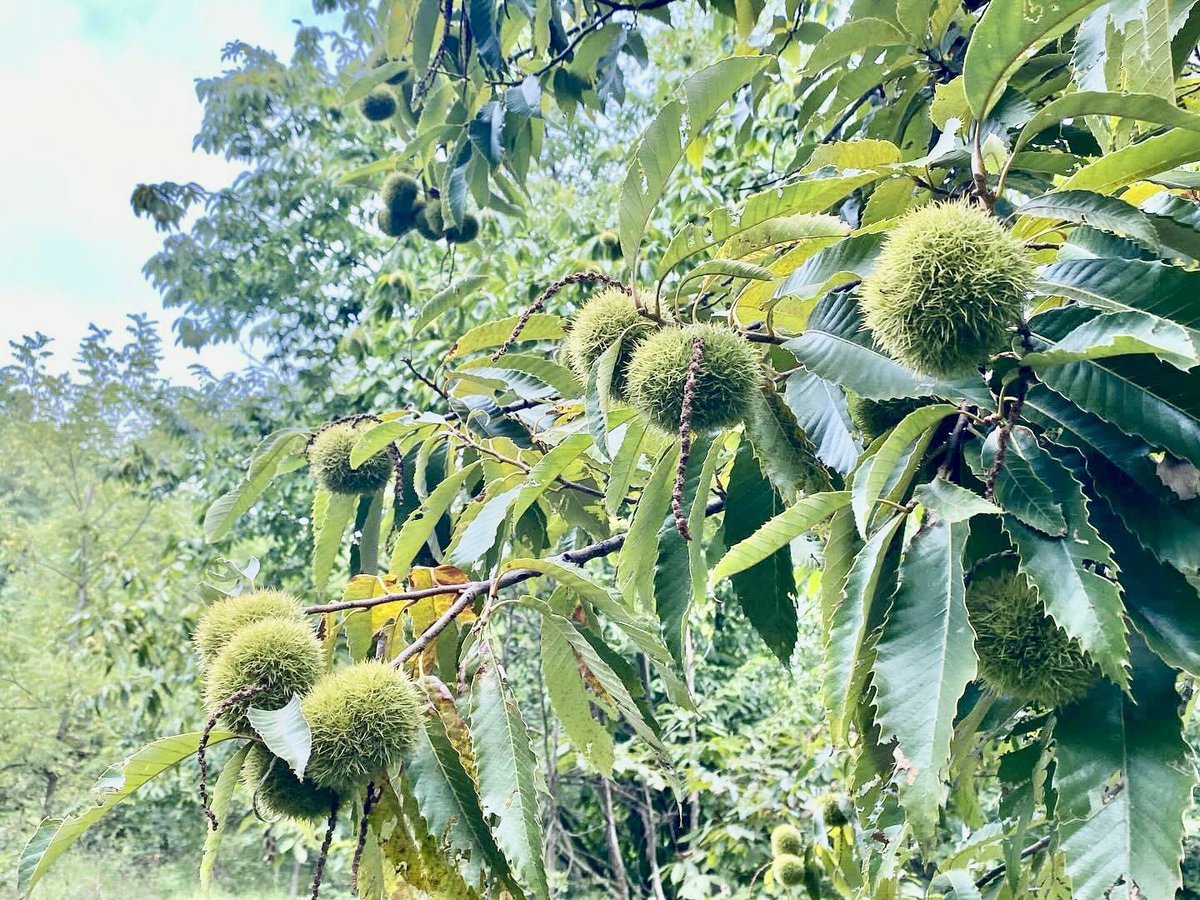 Kenyon Sound (@kenyonsound) on Twitter photo Coming back sometime in 2025
From the forest to the trees
Make More Grime Coming back sometime in 2025
From the forest to the trees
Make More Grime