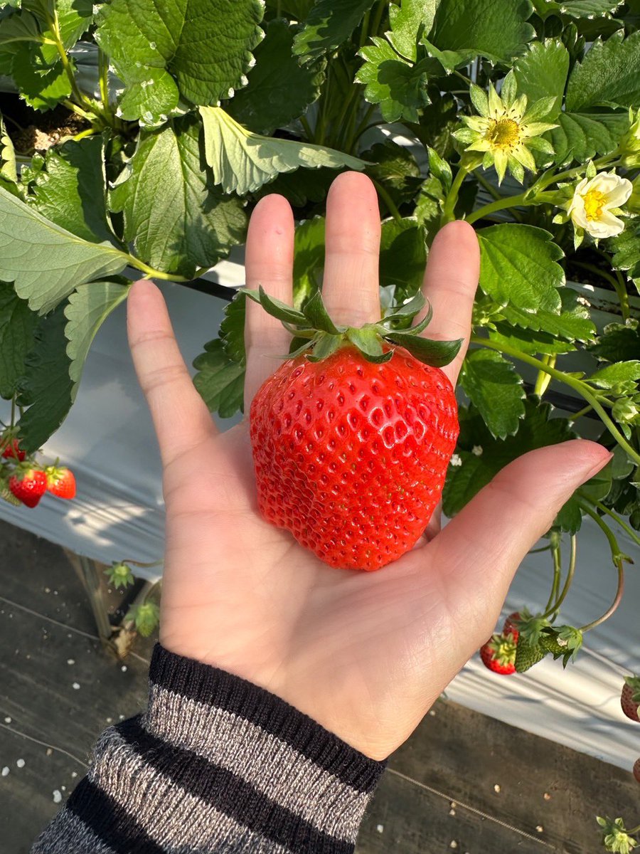 おはようございます😊

やってキタキタこの季節
🍓狩り〜🙌

色んな種類は宝石選び💎
色んな形は色んな笑顔😊
白い花は🍓の赤ちゃん🤍
蜜蜂は妖精🧚‍♀️💫

美味しすぎた💕
また行くよ〜

🍓園の農家さん
なんであんなに楽しそうなのかな？
毎日🍓食べてるの？ｽﾞﾙｲ😚