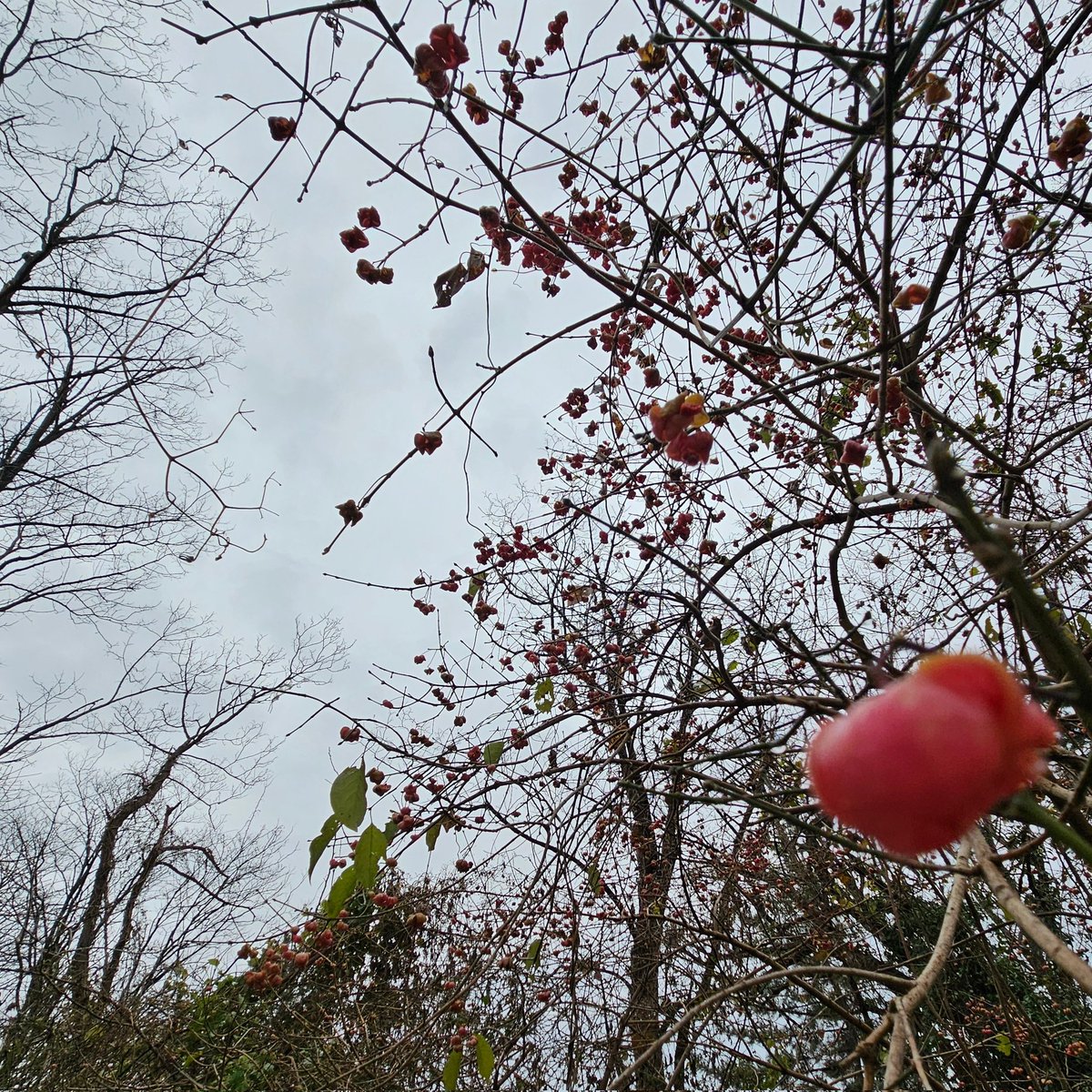Joyful_Handmade's tweet photo. 雪曇りの空

灰色の世界と椿のコントラストが美し過ぎます

ただの曇り空じゃないの…雪国の、重く、冷たく、どんよりとしたこの空の下、この哀しい世界の空気まで届くと良いな、…☁ https://t.co/2VAVWPSm9N
