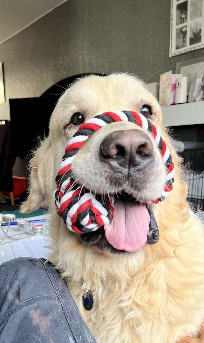 Not often on here now so just posted this photo again to reassure you all I’m still a total idiot! 😎🐾 #goldenretriever #dogs