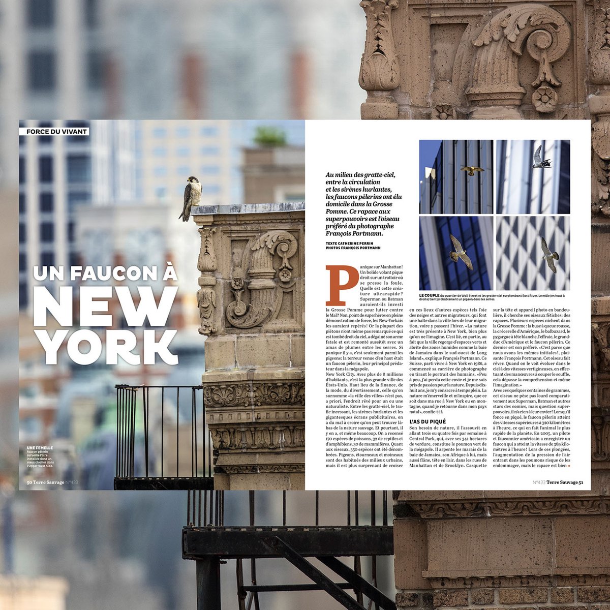 fotoportmann's tweet photo. Faucons pèlerins dans le Terre Sauvage du mois de février, la semaine prochaine chez les marchands de journaux! 
Opening spread “Peregrine Falcon NYC“ in Terre Sauvage magazine February issue at newsstands next week.
©2025 Francois Portmann / https://t.co/JblVpuS0yw
#terresauvage https://t.co/kZsb6pS1yJ