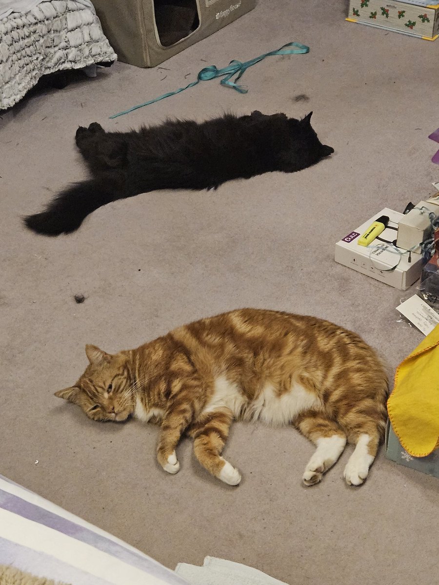 Optimum cat temperature achieved #CatsOfTwitter #CatsOfX #warm