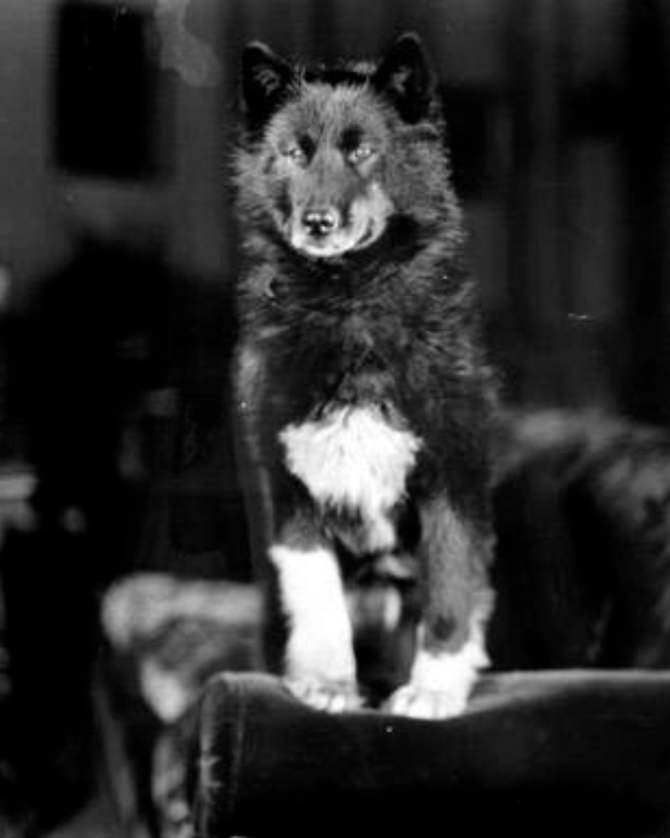 ClevelandMag's tweet photo. Balto, the famous sled dog who is
credited with leading the lifesaving serum run to Nome, Alaska in 1925, still stands proudly in the newly refurbished @goCMNH.
https://t.co/pAFJf8aZBK https://t.co/cqo1Ywij3j