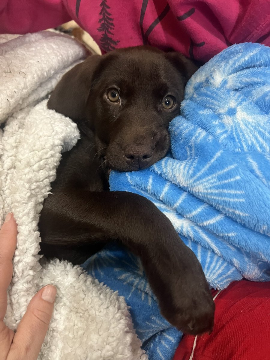 Natasha Carter tweet media