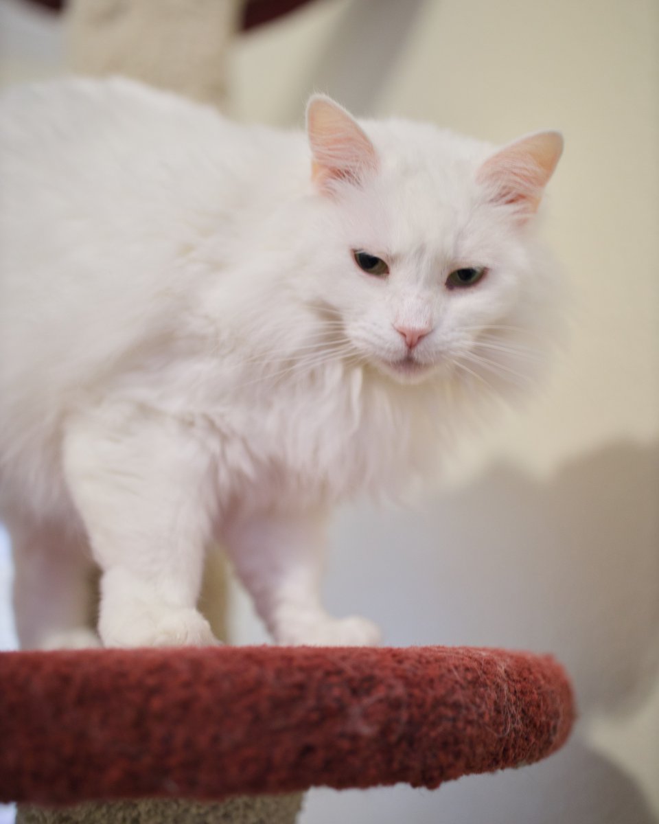 ShadowCatsTexas's tweet image. Blessing your weekend with something beautiful. Lottie didn't feel like coming down to the floor with me and the other cats in Cookie's Annex to take pictures. And you know what? She thinks I'm gonna take her photo right there on the cat tree, and she's right! 😹

#catmodel