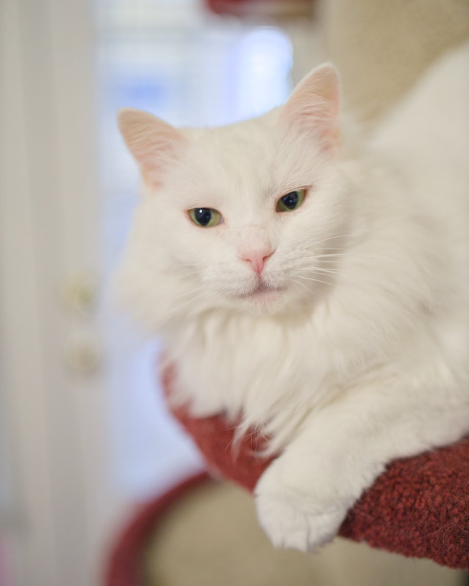 ShadowCatsTexas's tweet image. Blessing your weekend with something beautiful. Lottie didn't feel like coming down to the floor with me and the other cats in Cookie's Annex to take pictures. And you know what? She thinks I'm gonna take her photo right there on the cat tree, and she's right! 😹

#catmodel