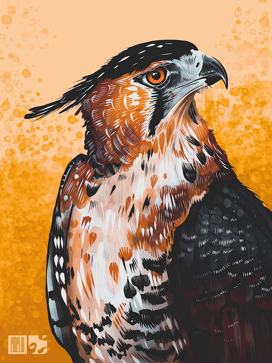 Ornate Hawk Eagle. My image for day twenty five of #birbfest2025 #procreate #procreateartist #birdart #birbfest #ornatehawkeagle