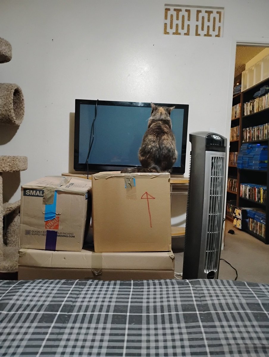 JohnLWard666's tweet image. Happy Caturday! 😺 #crazycats