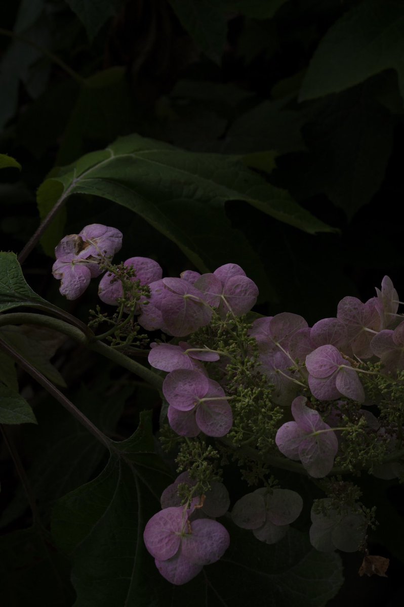 Luci Obregon tweet media