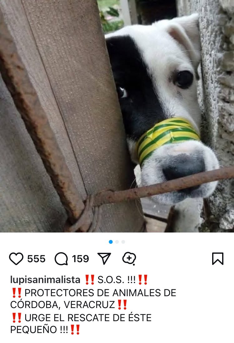 OMEYOCAN A.C. tweet media