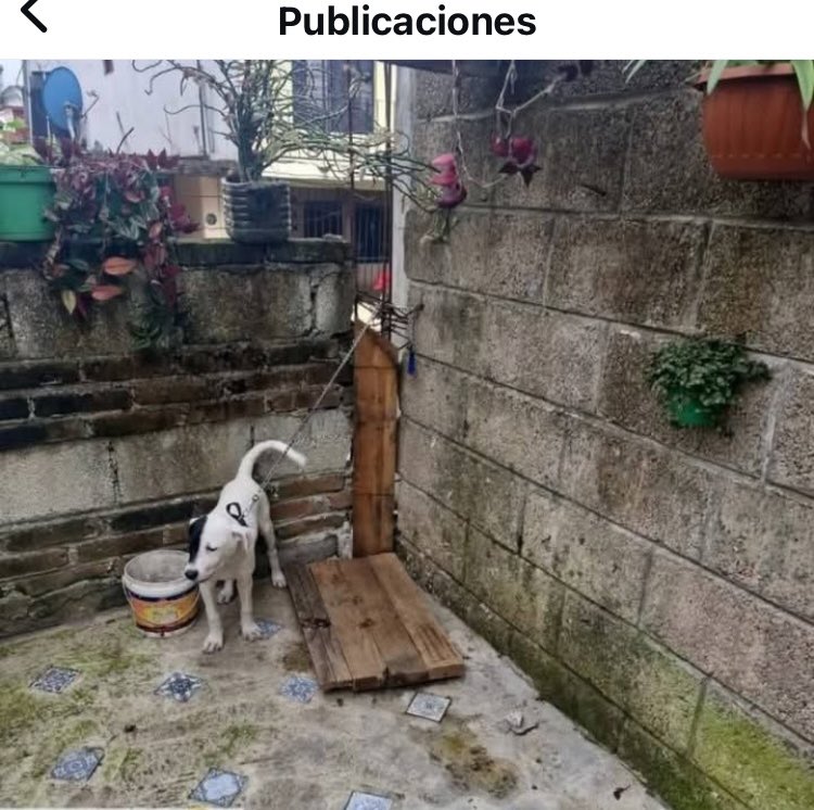 OMEYOCAN A.C. tweet media