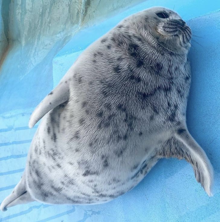 mene_seal's tweet image. SCRATCH MY BELAAYYYYYYYYYYY