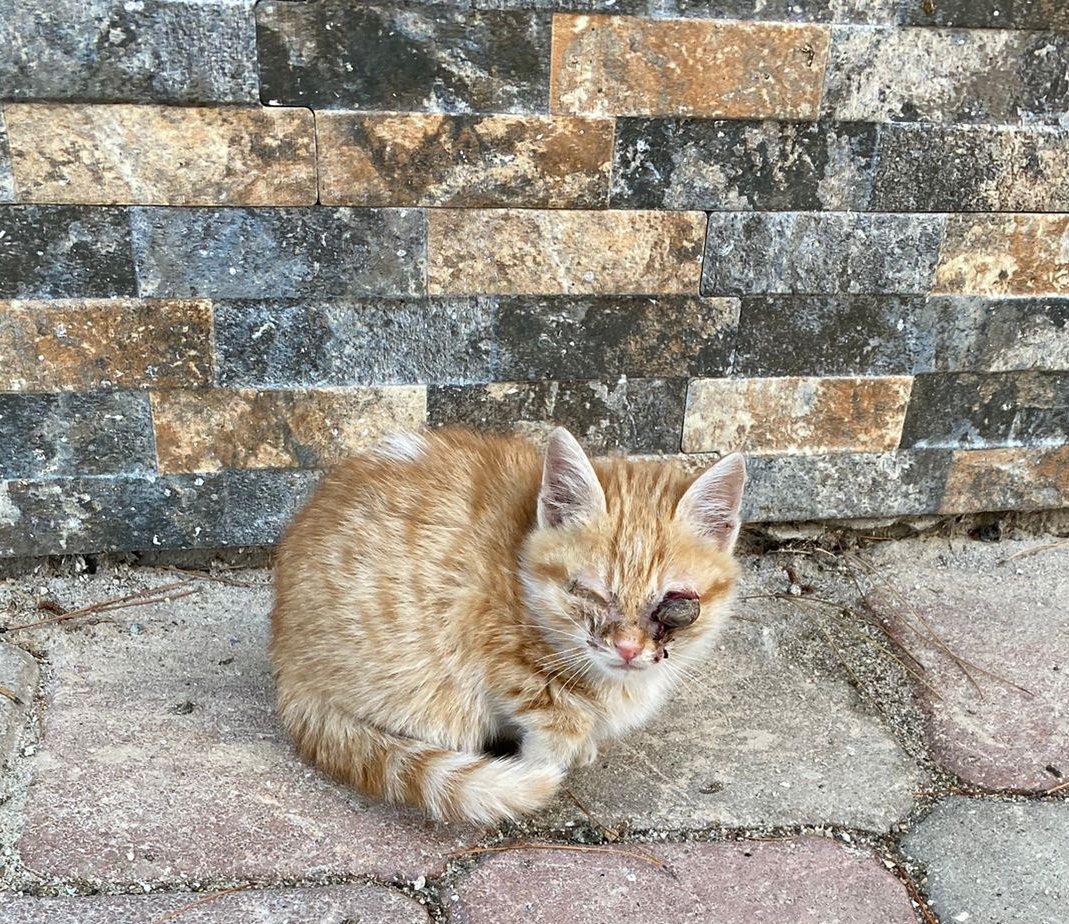 ahenna_'s tweet photo. El kadar bir bebek. Gözü çıkmış.  Tedavi masrafını toparlayıp ameliyata göndermem gerekiyor ama paylaşım desteği bile bulamıyorum.😔  Çok bekletmek istemiyorum. Enfeksiyon ciddi anlamda yayılmış. Ne kadar çabuk masrafını kapatırsam o kadar çabuk tedavisine başlanmış olacak. https://t.co/dRIcArOg0F