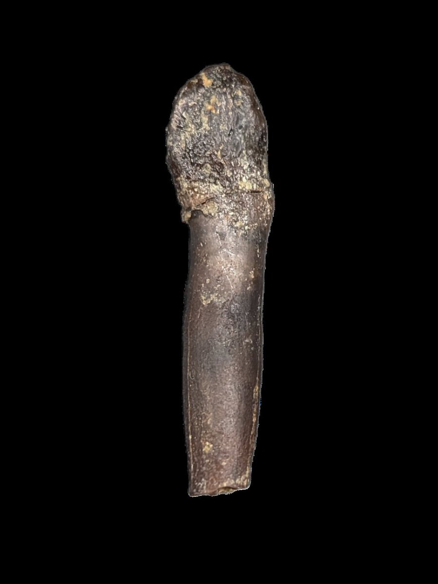 TheDailyRex's tweet image. Check out this authentic rooted sauropod tooth. Available at thedailyrex.com