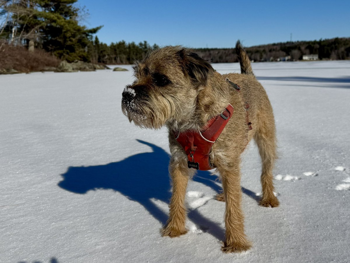 Hubble_BTerrier's tweet image. Today’s chilly but sunny hike was along the Lake Charles trail just north of Shubie Park. 😎 And I just had to leave some paw prints in that fresh snow. 😉🐾🐾🐾 #NSTrails #DogsOfHalifax #BTPosse.