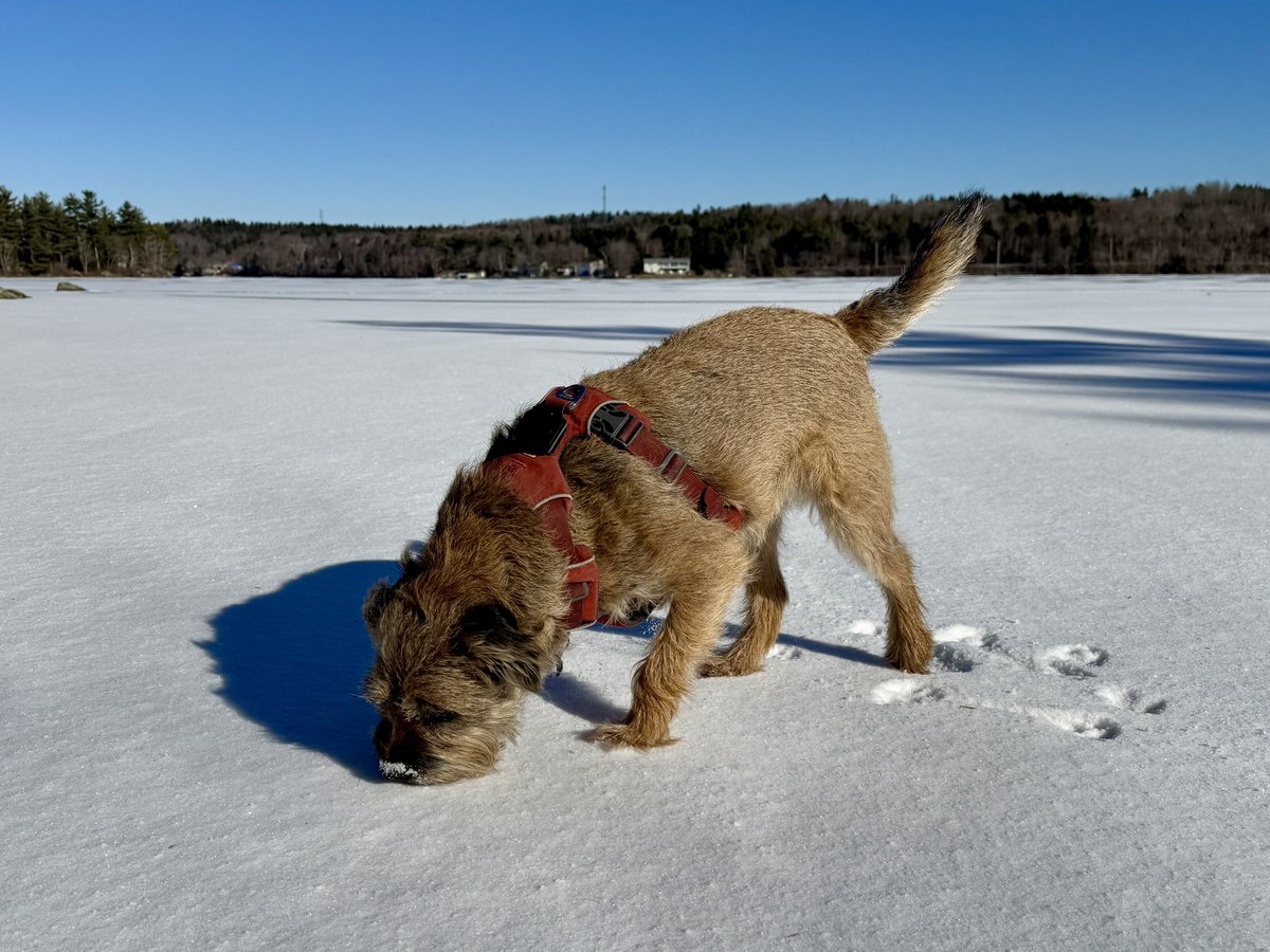 Hubble_BTerrier's tweet image. Today’s chilly but sunny hike was along the Lake Charles trail just north of Shubie Park. 😎 And I just had to leave some paw prints in that fresh snow. 😉🐾🐾🐾 #NSTrails #DogsOfHalifax #BTPosse.