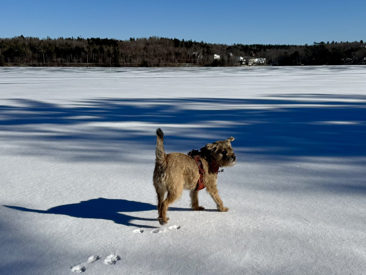 Hubble_BTerrier's tweet image. Today’s chilly but sunny hike was along the Lake Charles trail just north of Shubie Park. 😎 And I just had to leave some paw prints in that fresh snow. 😉🐾🐾🐾 #NSTrails #DogsOfHalifax #BTPosse.