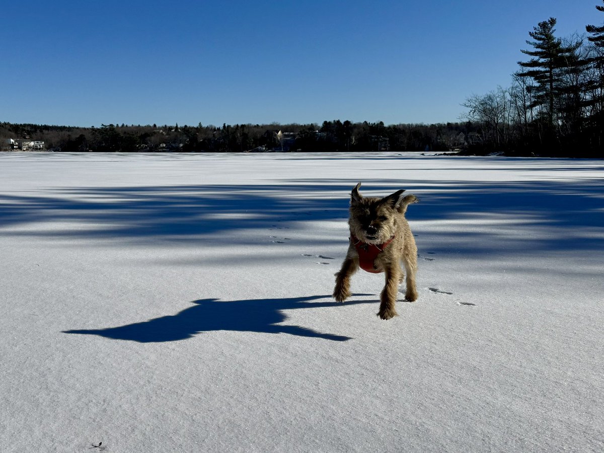Hubble_BTerrier's tweet image. Today’s chilly but sunny hike was along the Lake Charles trail just north of Shubie Park. 😎 And I just had to leave some paw prints in that fresh snow. 😉🐾🐾🐾 #NSTrails #DogsOfHalifax #BTPosse.