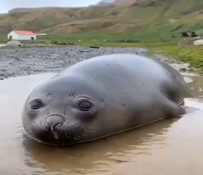 sealguy82's tweet image. Dude what the fuck is this creature i just found like im genuinely so scared ih my god what the fukc