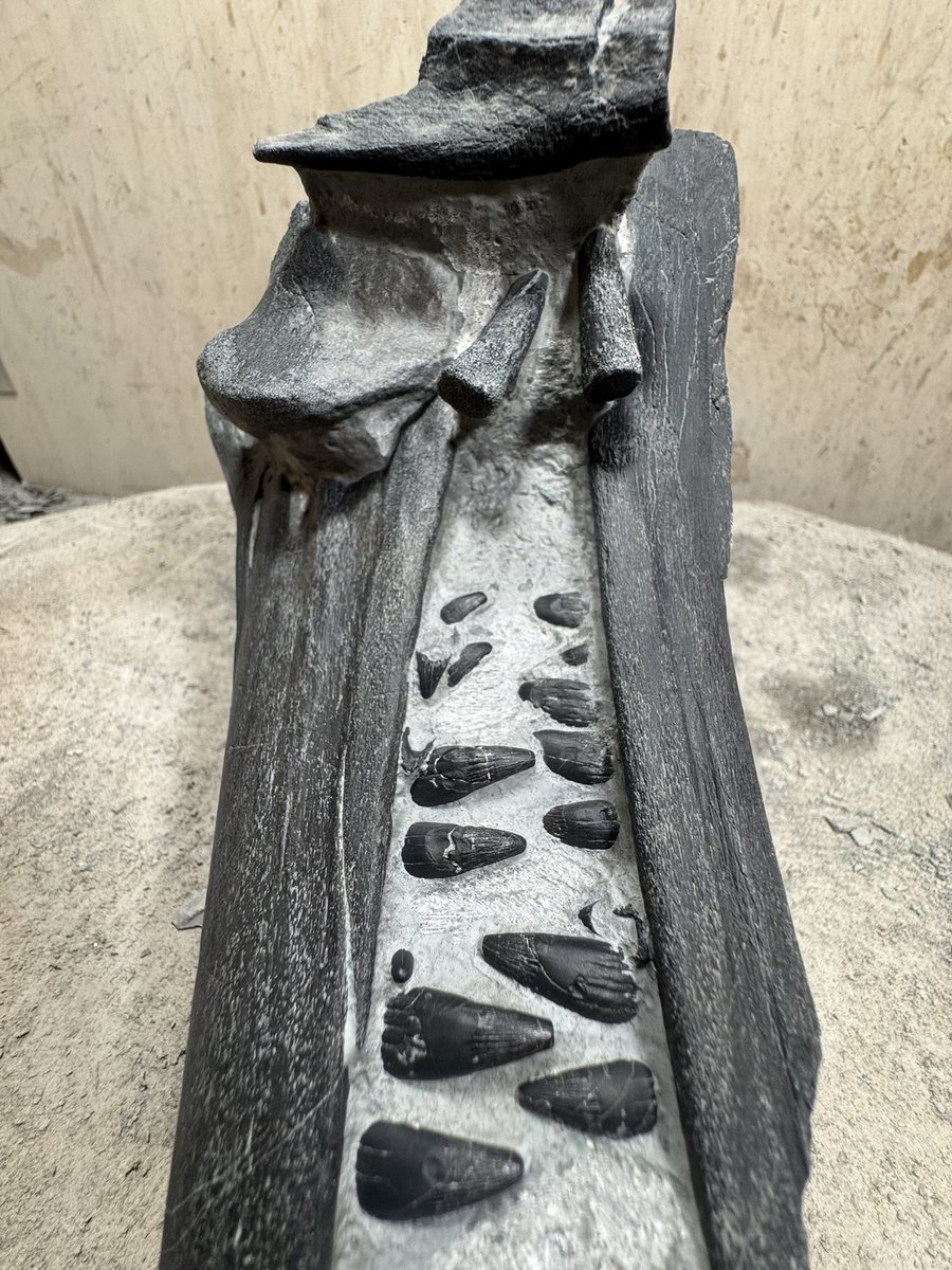jurassicguides's tweet photo. Currently working on this Ichthyosaur rostrum… a lot of work so far but it’s nearly done! 
#fossils #fossilprep https://t.co/hQtUfCKQmW