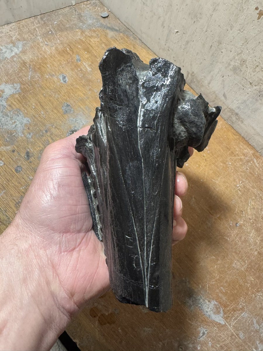 jurassicguides's tweet photo. Currently working on this Ichthyosaur rostrum… a lot of work so far but it’s nearly done! 
#fossils #fossilprep https://t.co/hQtUfCKQmW