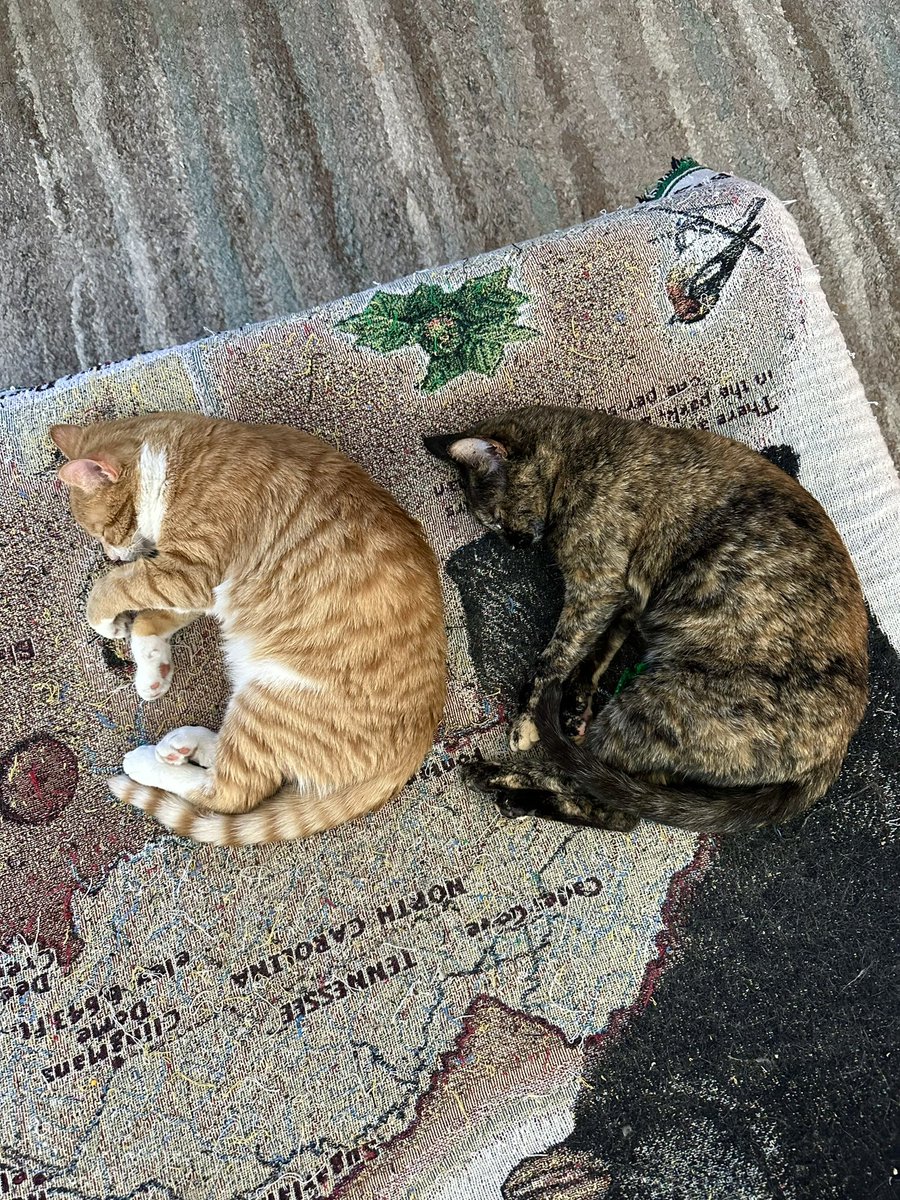 MrKitterstheCat tweet media