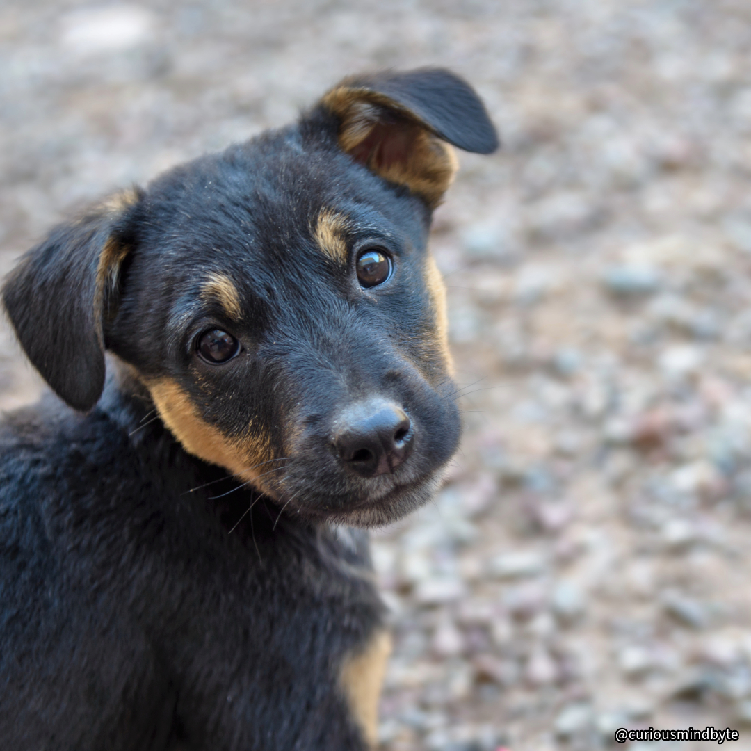 CuriousMindByte's tweet photo. Dog Breed Spotlight: Rottweiler Mix! With their sleek coats and athletic build, Rottweiler mixes are a popular choice for families. They're great at agility and obedience training, but can be prone to health issues like hip dysplasia and require regular exercise. #RottweilerMix #LargeDogBreeds #AgilityTraining