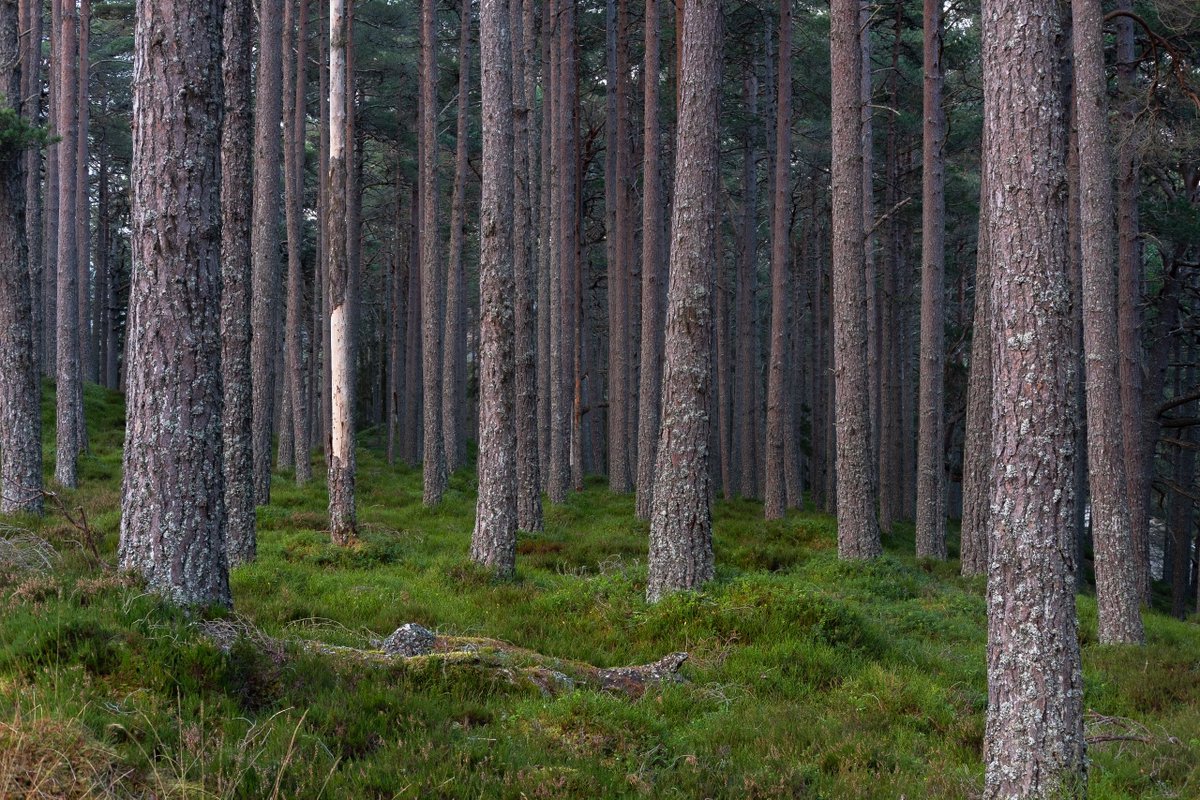 benhrrt's tweet image. Winter in Scotland