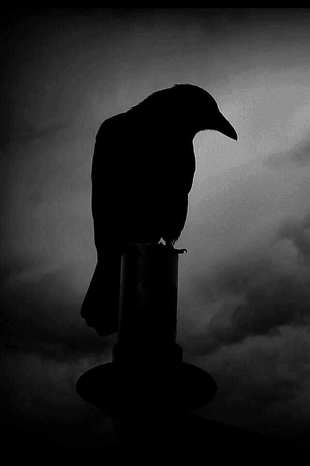 CigoliniDiego's tweet photo. Che emozione 🖤

Il mio inedito è stato selezionato dalla giuria e sarà pubblicato in una bellissima antologia 🖤

Avrò così acceso alle premiazioni che si terranno durante il salone del libro di Torino 2025 🖤🖤🖤

Felicissimo!
#scrittori #libri #arte https://t.co/XbmeGH3bzf