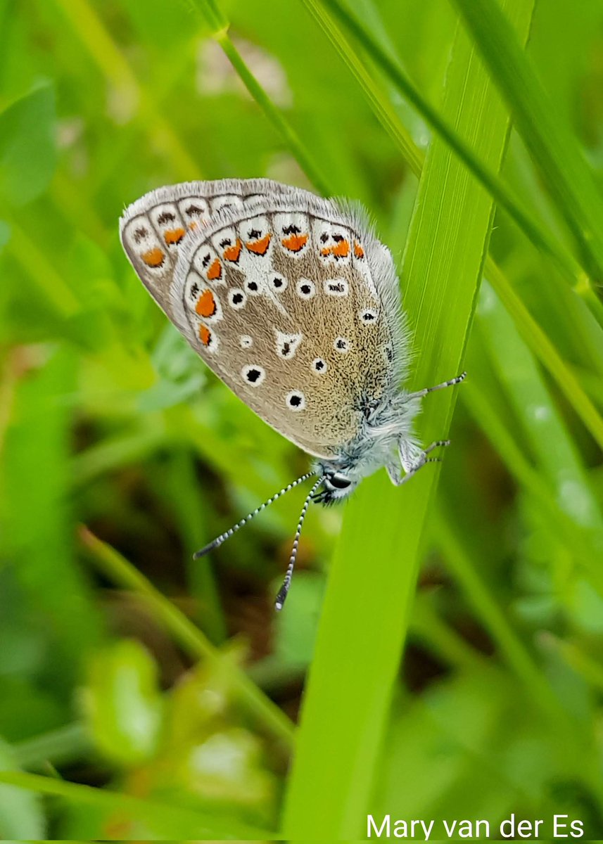 maryvanderes's tweet photo. #Dag25 van #vlindermaand
Het #Icarusblauwtje #Polyommatus_icarus
#Common_Blue .
@ErikDePay @vlinderNL https://t.co/mIrEuHIVMh