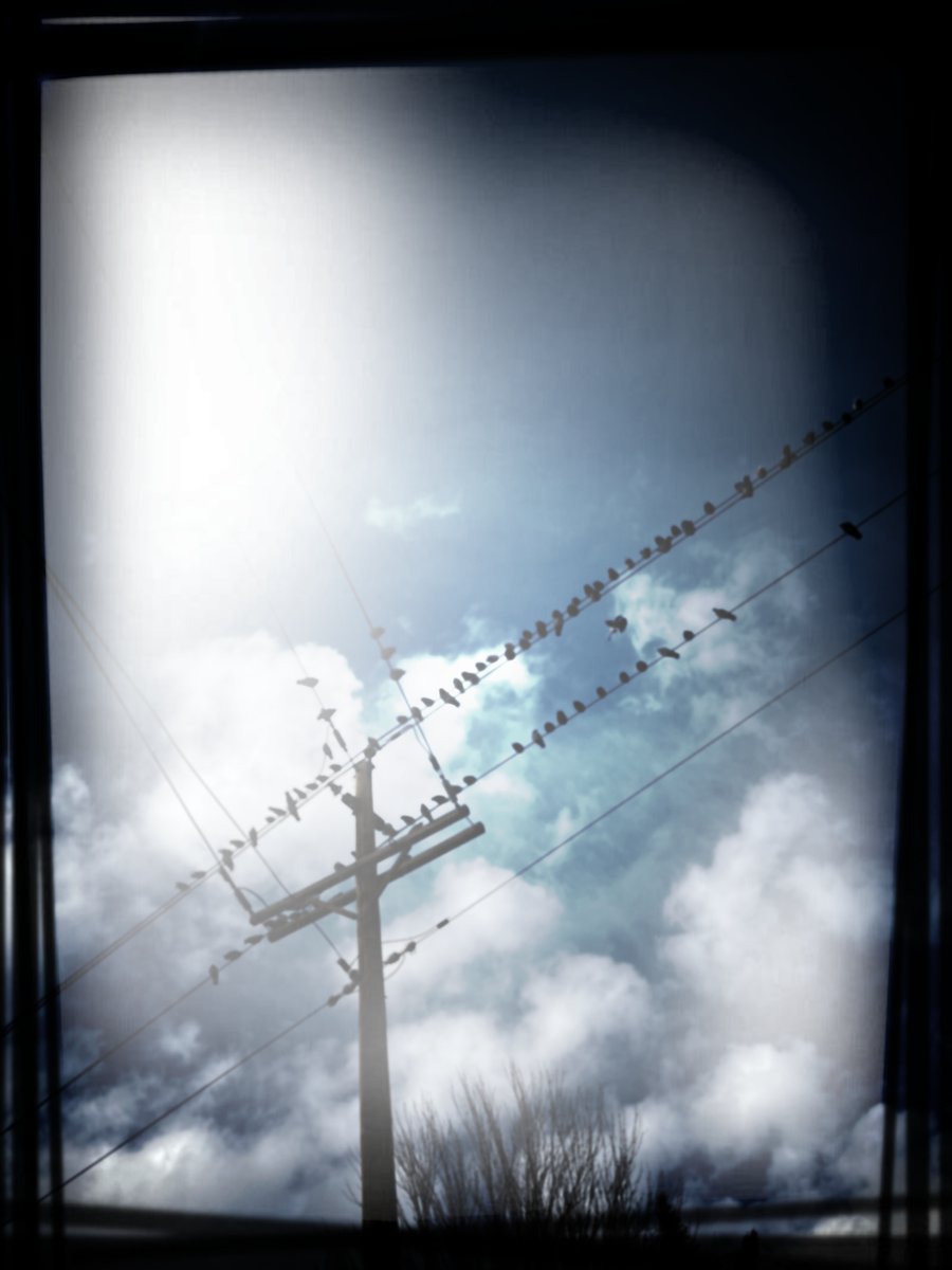 OurTownReno's tweet photo. Birds on a wire this morning in northwest Reno, a conceptual series, straight out of the camera and edited. If ever you have photos to share or art you make and want the community to see never hesitate to reach out so we can promote your work. #birdsofreno #birdsonawire https://t.co/fdtnmxbFkw