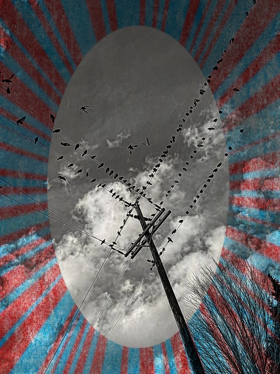 OurTownReno's tweet photo. Birds on a wire this morning in northwest Reno, a conceptual series, straight out of the camera and edited. If ever you have photos to share or art you make and want the community to see never hesitate to reach out so we can promote your work. #birdsofreno #birdsonawire https://t.co/fdtnmxbFkw