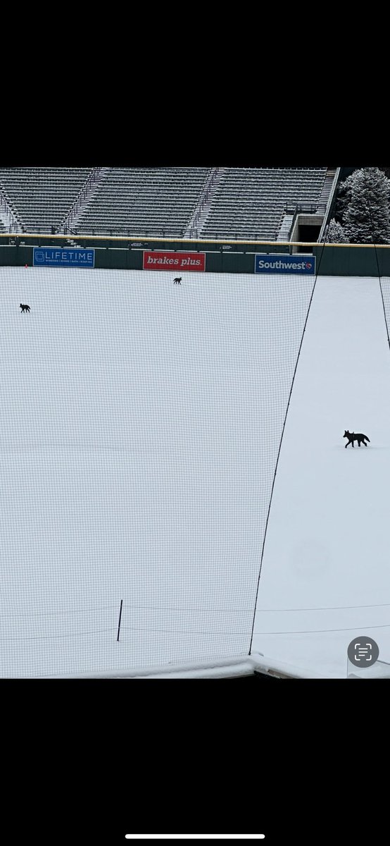 In case Mew are wondering why I'm not around as much in the offseason...